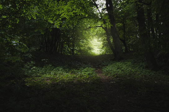 Fototapeta green forest dark path