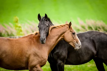 Gordijnen Twee paarden omarmen. © cornfield