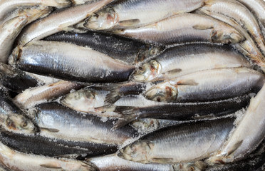 frozen carcass fish in brick for trade and background