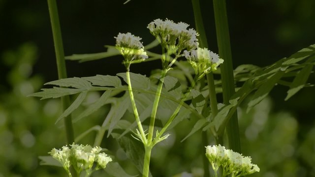 Baldrian, Valeriana offfic. Heilpflanze mir Bl&uuml;te und Blatt