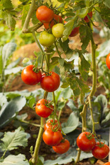 vine tomato fresh vine tomato growing in tropical farm Thailand