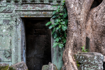 detail of a door framed by a tree "spung" in the wall of a prasat in ruins in the archaeological ta prohm place in siam reap, cambodia