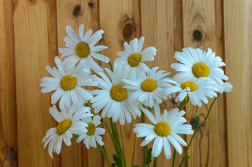 Obraz premium Camomile flowers