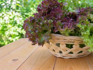 Lollo rosso lettuce salad