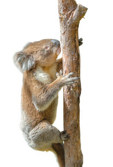 Obraz premium Koala climbing