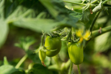 unripe green tomato on shrub in hothouse