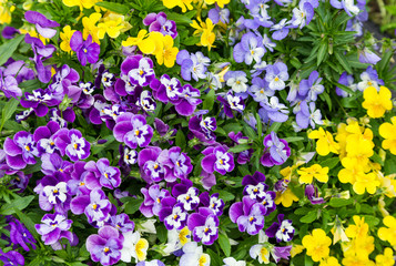 garden flower pansy different colors