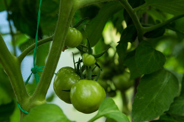 unripe green tomato on shrub in hothouse