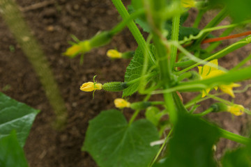 unripe cucumber with inflorescence on shrub in hothouse