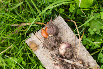 bulbs of flower with ground on wood