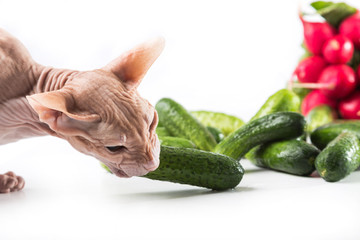 cat sphinx eating fresh cucumber