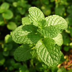 Kitchen Mint, Marsh Mint in vegetable garden
