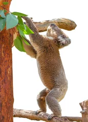 Photo sur Plexiglas Koala Koala on Eucalyptus 