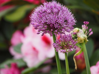 lila blühender Dill 