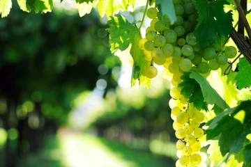 Deurstickers vineyards © Anna Khomulo