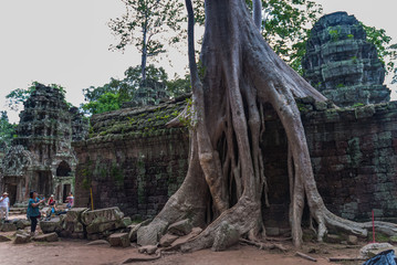 temple detail or prasat with bas-reliefs strangulated by a tree "spung" in the archaeological ta prohm place in siam reap, cambodia