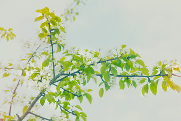 White tree flowers in spring