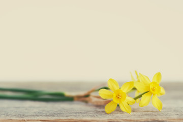 spring flowers, narcissuses on wooden table, retro look