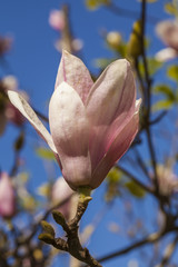 Sweet Magnolia The pink sweet Magnolia under sunlight shade blossom in Thailand