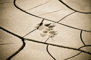 Footprint left on a muddy sand by a dog paw