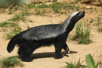 Honey badger (Mellivora capensis)