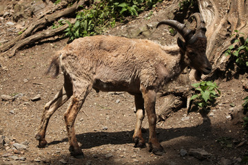 West Caucasian tur (Capra caucasica)