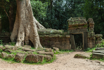 door in ruins and tree 