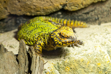 fat green-yellow lizard on stone