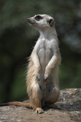 Meerkat (Suricata suricatta)