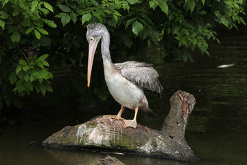 Grey pelican (Pelecanus philippensis)