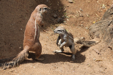 Cape ground squirrel (Xerus inauris).