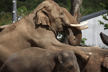 Fototapeta na wymiar Indian elephants (Elephas maximus indicus)