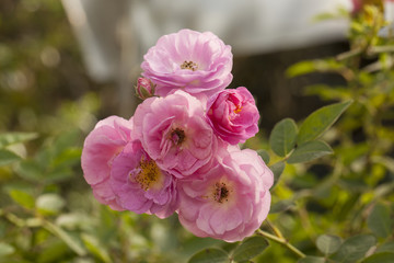 rose Pink rose blossom in rose garden Thailand