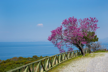 Judas Tree (Circus siliquastrium), Dilek National Park near Kusadasi, Turkey