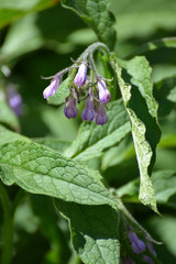 The blossoming comfrey medicinal (Symphytum officinale L.)