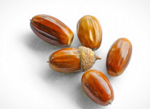 acorn seeds