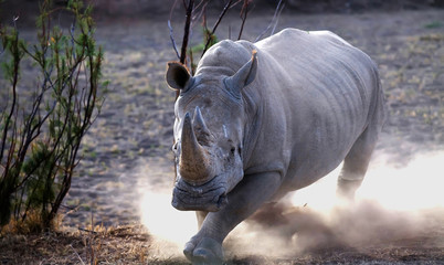 Fototapeta premium Szarża Rhino