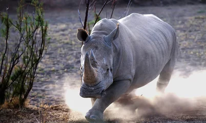 Crédence en verre imprimé Rhinocéros Charge de rhinocéros