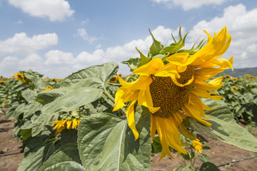 Sunflower field