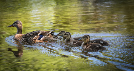 A mother and her family of ducks out on the river. - 85160325