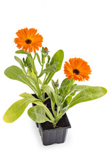 Marigold flowers, Calendula Officinalis, with leaves isolated on white