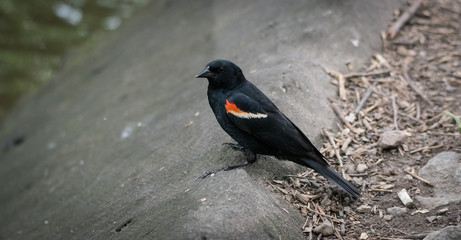 Red winged Black bird.