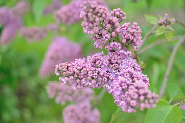 Syringa lilac flowers close up
