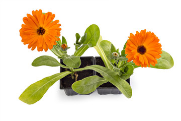 Marigold flowers, Calendula Officinalis, with leaves isolated on white