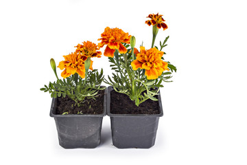 French marigold, Tagetes Patula, with leaves isolated on white