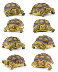 Fototapeta premium turtle isolated on white background