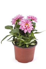 Pink Dahlia Coreopsideae flower isolated on white