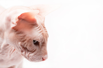 closeup face cat sphinx on white background