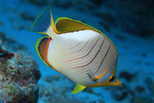 Yellowhead butterflyfish (Chaetodon xanthocephalus) 