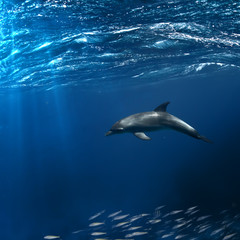 A dolphin underwater in natural habitat floating over shoal of fish
